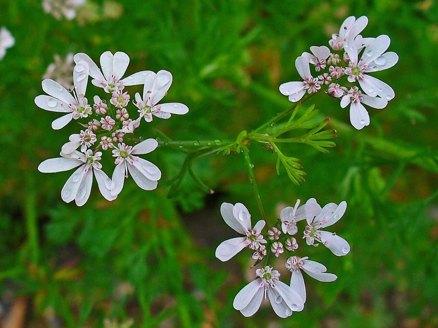 Coriander Leaves