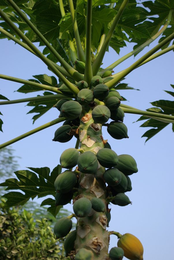 Papaya