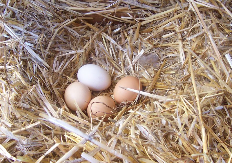 Farm Eggs
