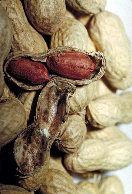 Peanuts Roasted