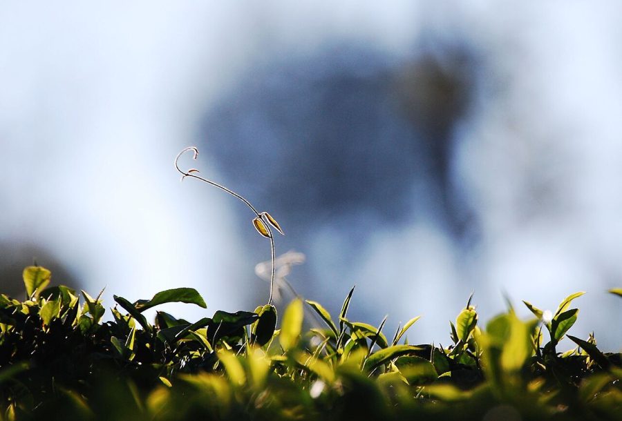 Tea Dust